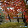 朝露と紅葉