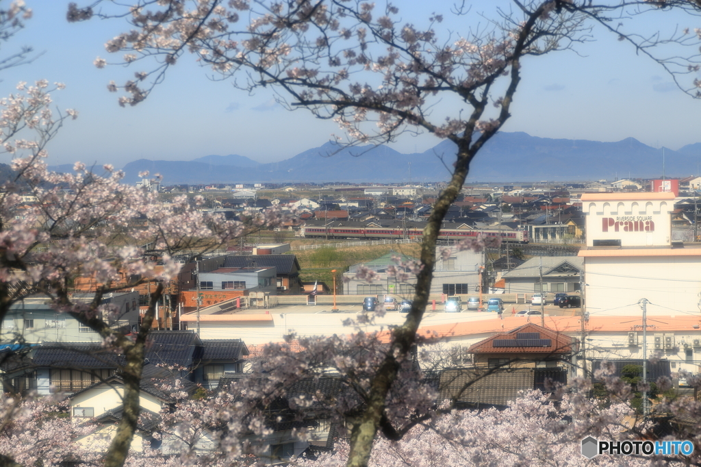 桜と特急やくも