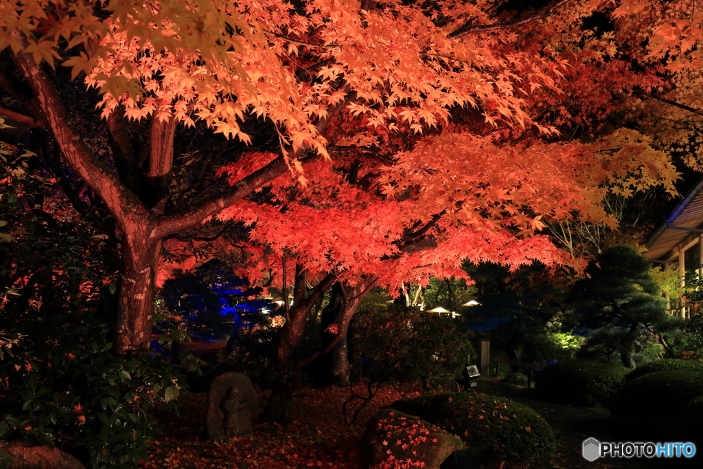 夜の紅葉