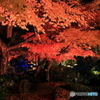 夜の紅葉