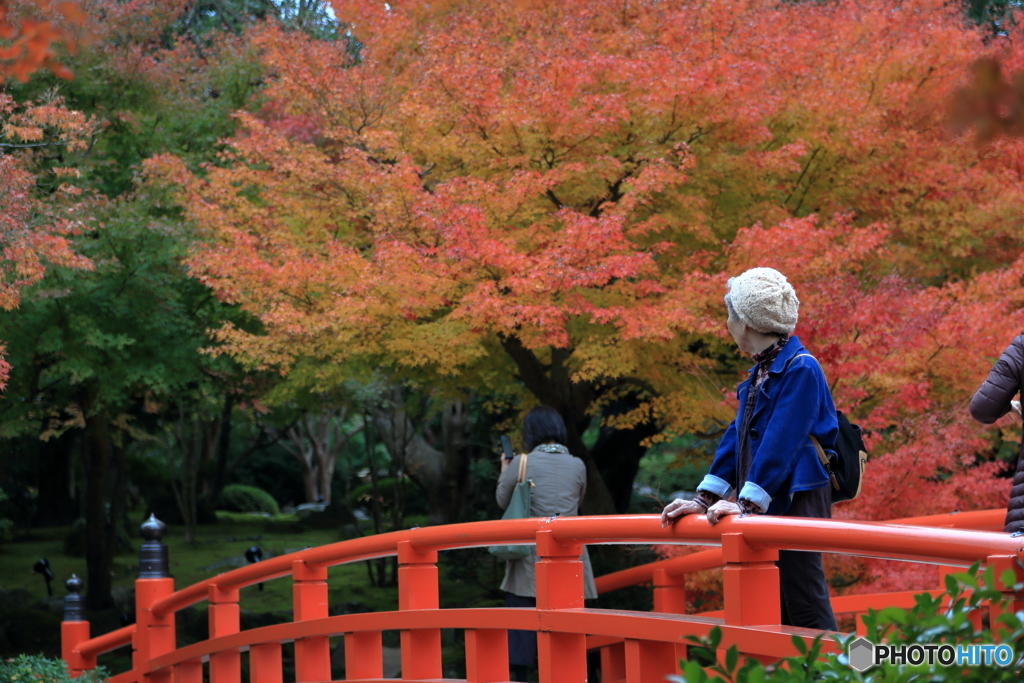 紅葉の道を往く