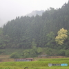 七色樫