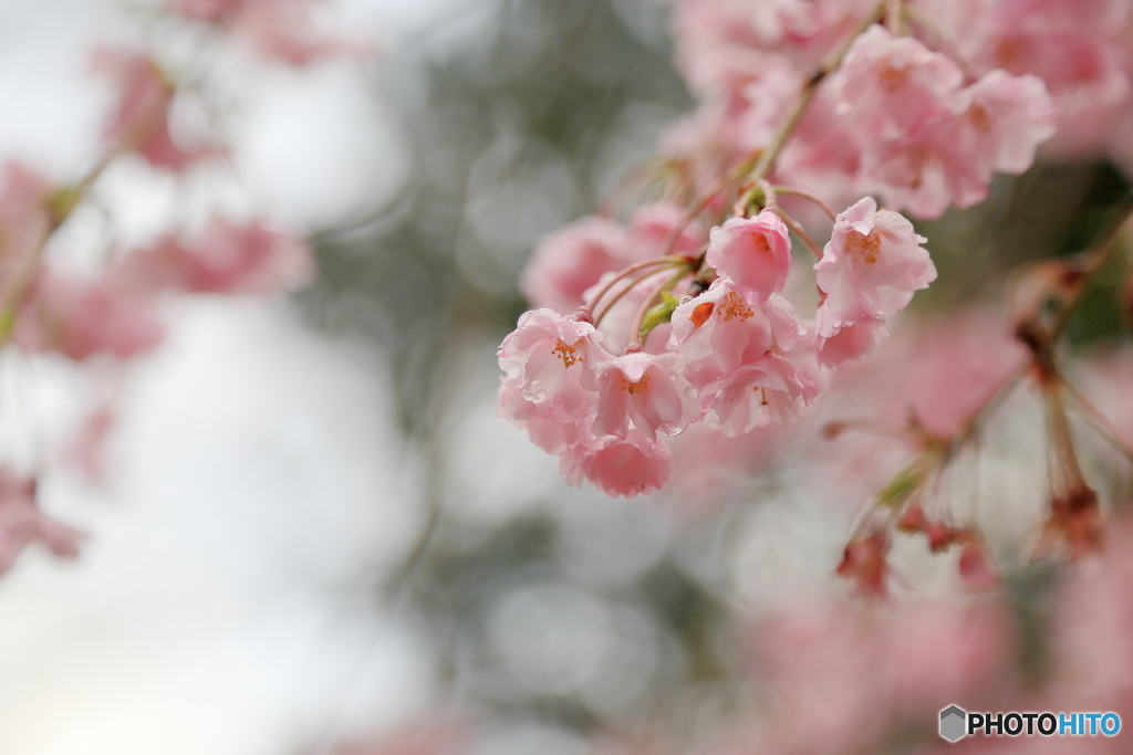枝垂れ桜