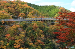 舌震“恋”吊り橋