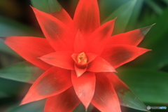 red star