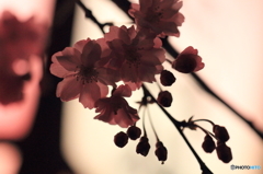 夜八重桜