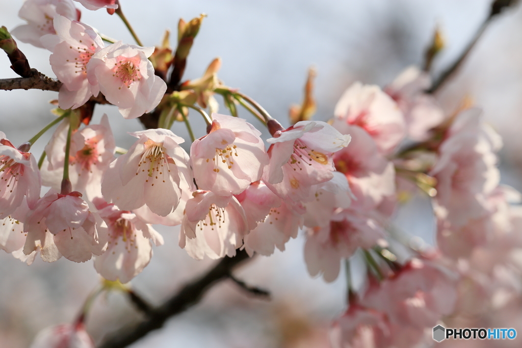 大寒桜