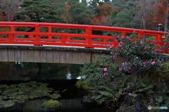 山茶花の橋