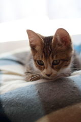 子猫