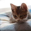 子猫