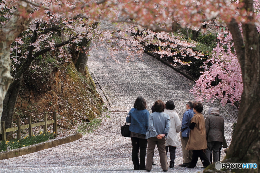 桜の散る季節にまた逢いましょう
