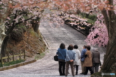 桜の散る季節にまた逢いましょう