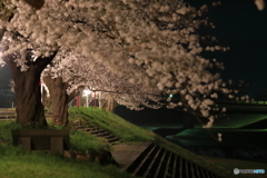 夜桜