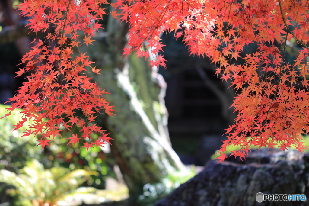 紅葉シーズンですがな