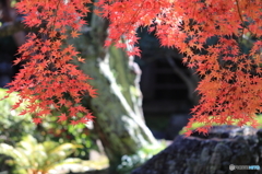 紅葉シーズンですがな