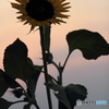 ゆうやけひまわり