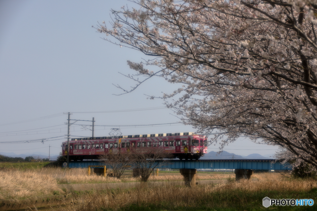 桜並木としまねっこ電車