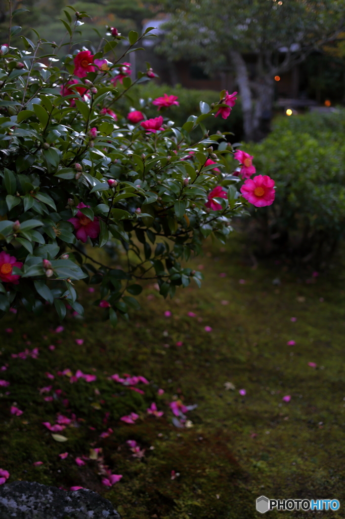 散る山茶花