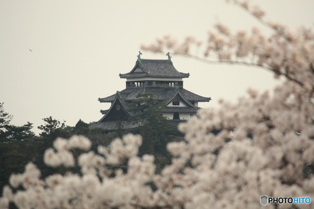 国宝松江城の桜