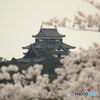 国宝松江城の桜