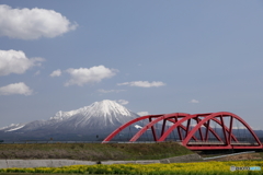 菜の花畑と伯耆大山