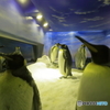 Ｐｅｎｇｕｉｎ　world