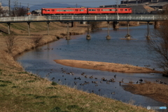 鴨と電車