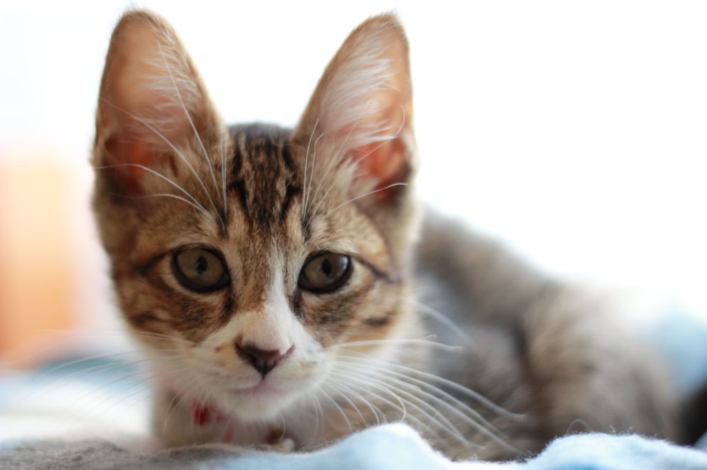 子猫