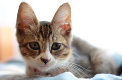 子猫