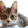 子猫