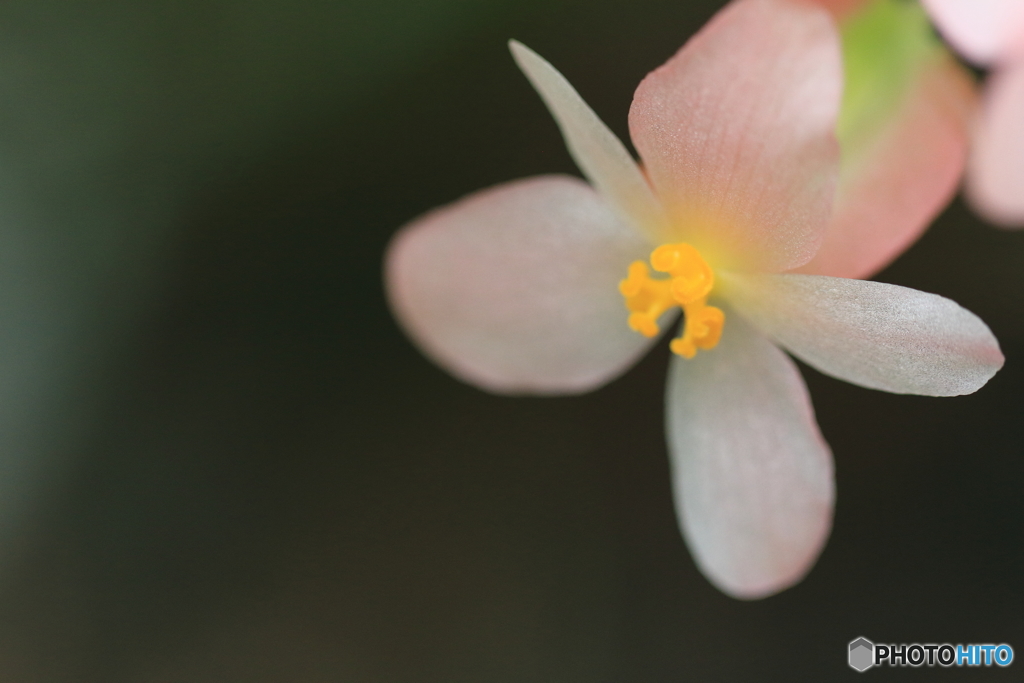 小さな花