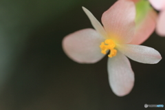 小さな花