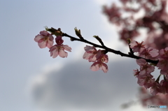 雲立つ河津桜