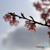 雲立つ河津桜