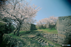 米子城跡の桜