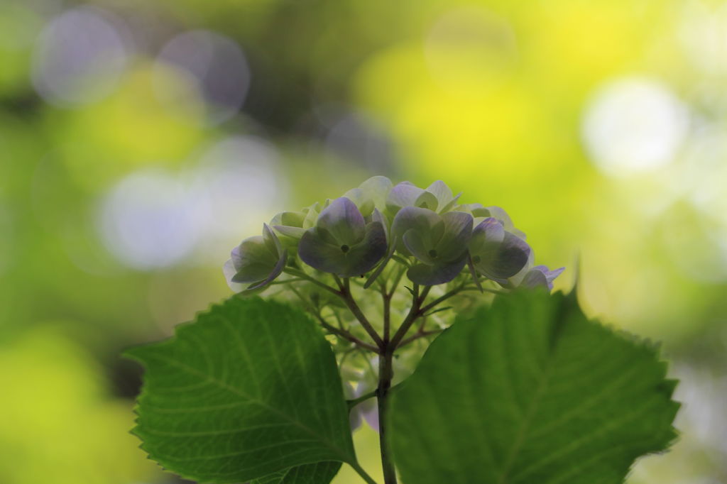月照寺の紫陽花