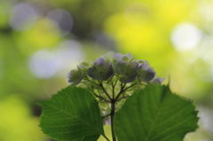 月照寺の紫陽花