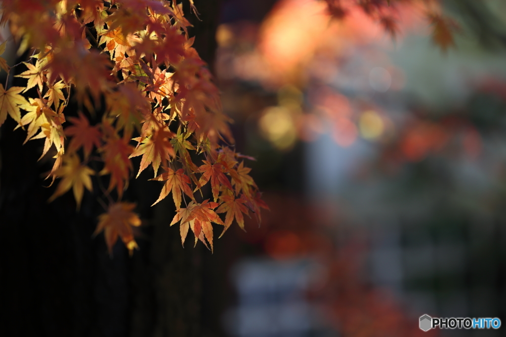 足立美術館の紅葉