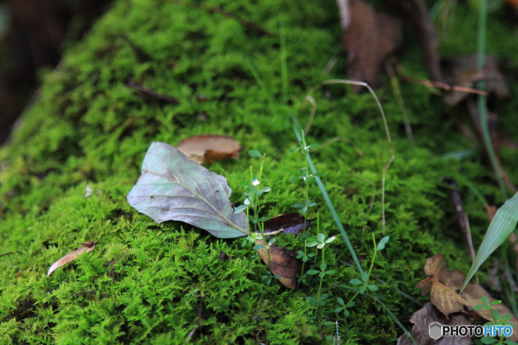 micro-green
