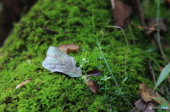 micro-green