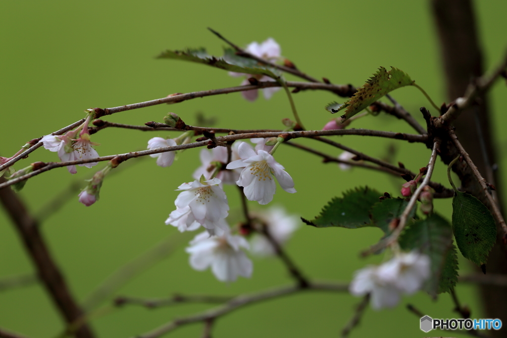 秋ですね　桜の季節ですね