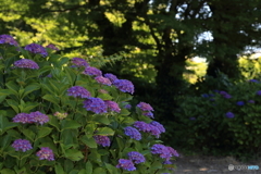 紫陽花の季節