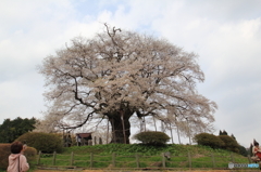 岡山　醍醐桜