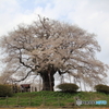 岡山　醍醐桜