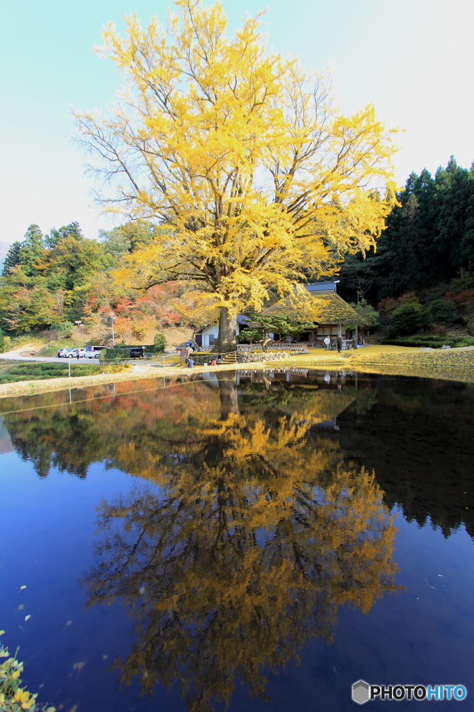 金言寺の大イチョウ２