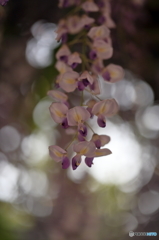 藤の花