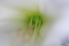 白