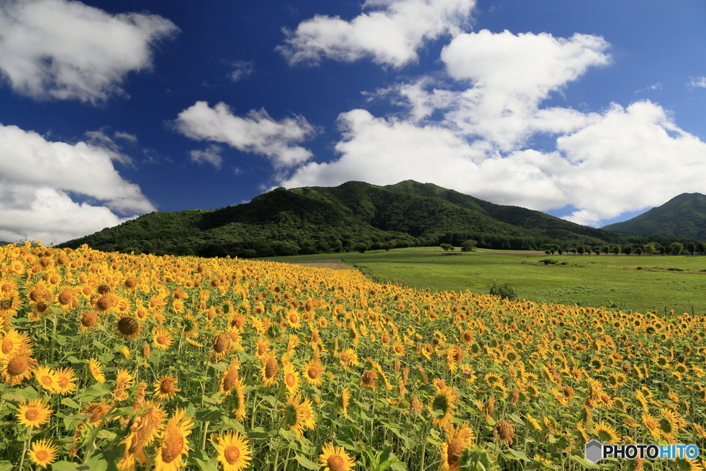 蒜山のひまわり畑