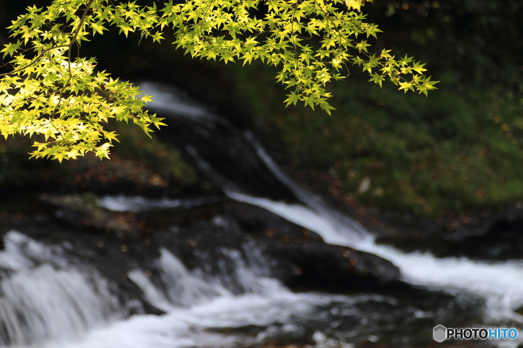 八重滝の紅葉