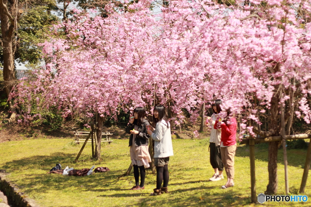 桜の木の下で